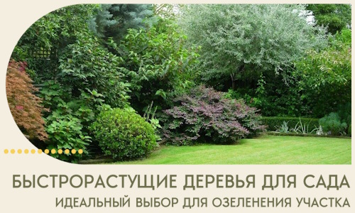 Быстрорастущие деревья для сада идеальный выбор в Учалах